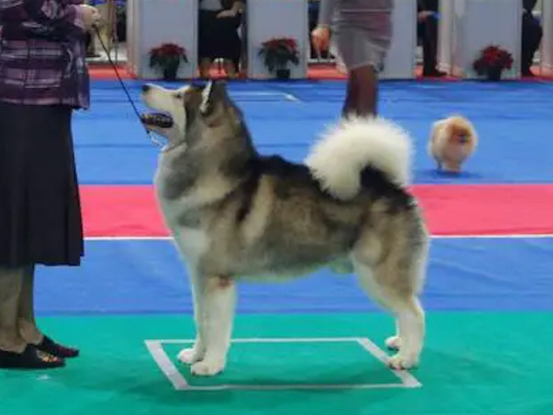 Skywalker Sausimayok